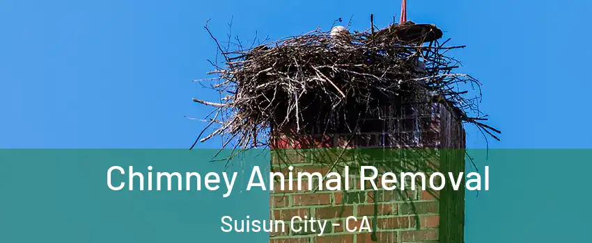 Chimney Animal Removal Suisun City - CA