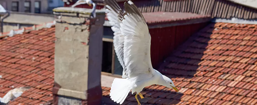 Residential Chimney Animal Removal Solution in Suisun City, CA
