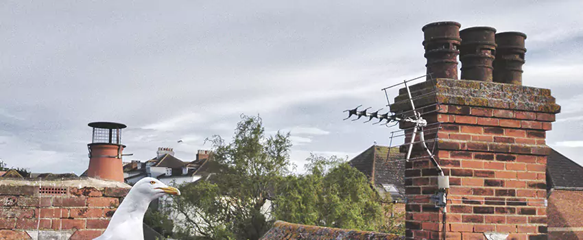 Chimney Cleaning And Restoration in Suisun City, California